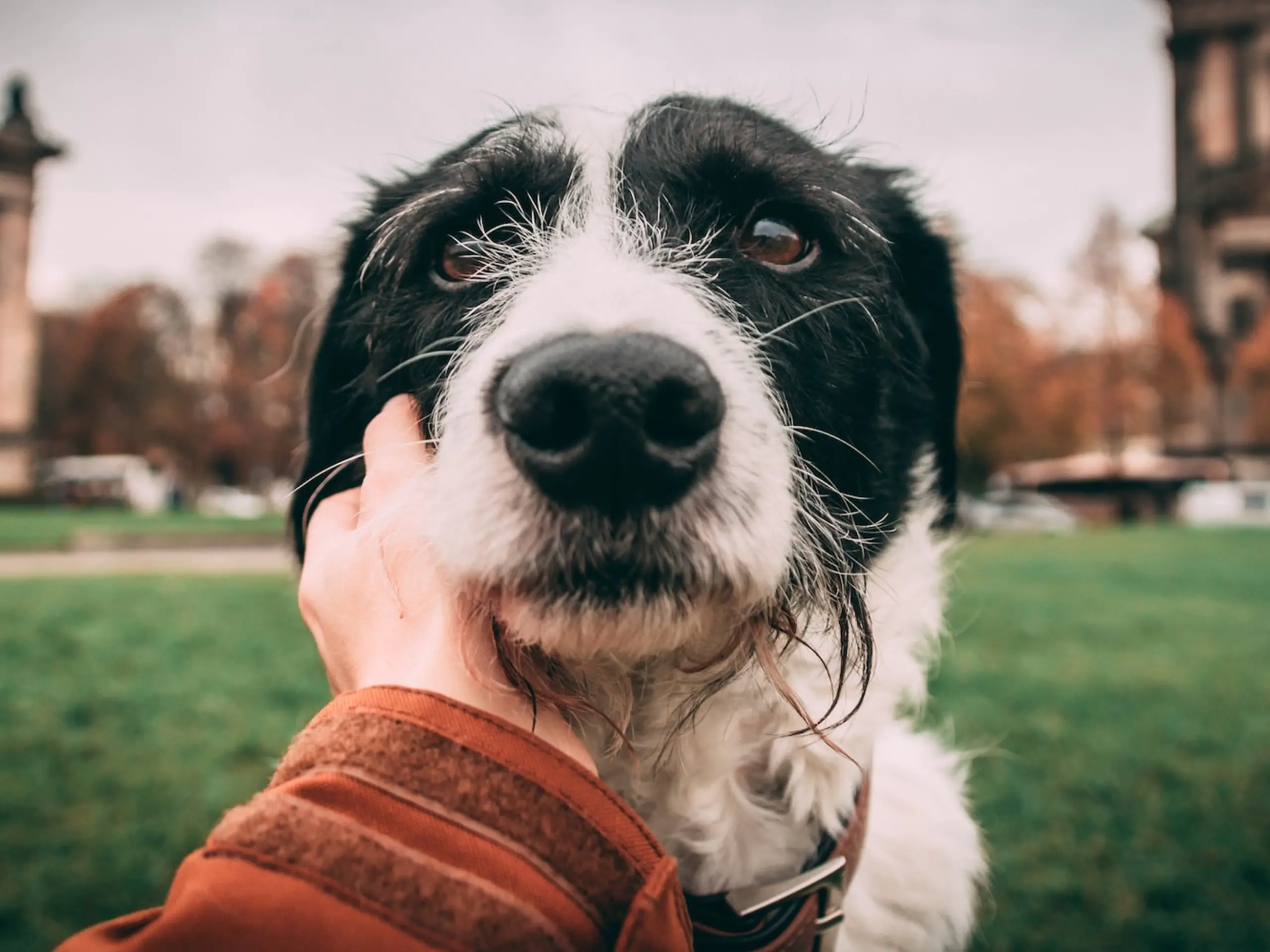 Understanding doxycycline an antibiotic for dogs